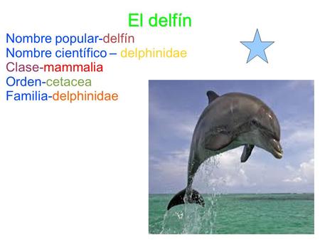El delfín Nombre popular-delfín