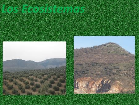 Los Ecosistemas.