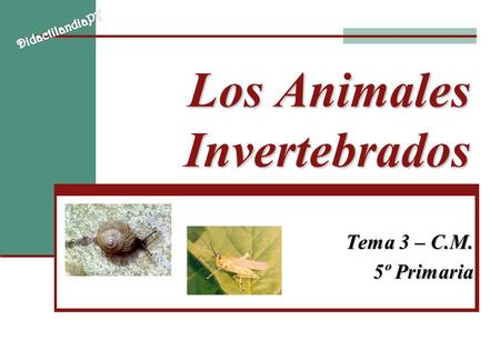 Los Animales Invertebrados