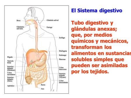 El Sistema digestivo Tubo digestivo y  glándulas anexas;