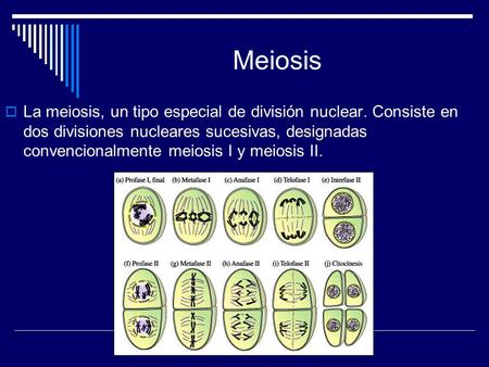 Meiosis La meiosis, un tipo especial de división nuclear. Consiste en dos divisiones nucleares sucesivas, designadas convencionalmente meiosis I y meiosis.