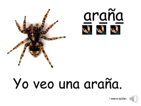 Araña Yo veo una araña. I see a spider..