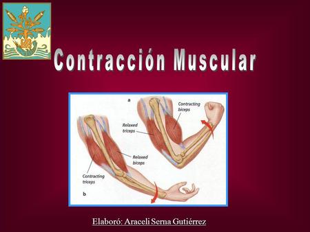 Contracción Muscular    Elaboró: Araceli Serna Gutiérrez.
