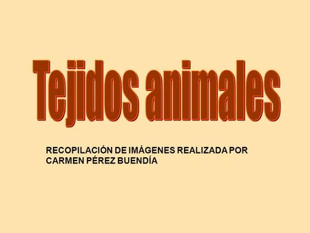 Tejidos animales RECOPILACIÓN DE IMÁGENES REALIZADA POR CARMEN PÉREZ BUENDÍA.