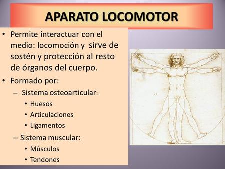 APARATO LOCOMOTOR Permite interactuar con el medio: locomoción y sirve de sostén y protección al resto de órganos del cuerpo. Formado por: Sistema osteoarticular: