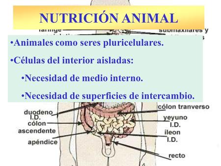 NUTRICIÓN ANIMAL Animales como seres pluricelulares.