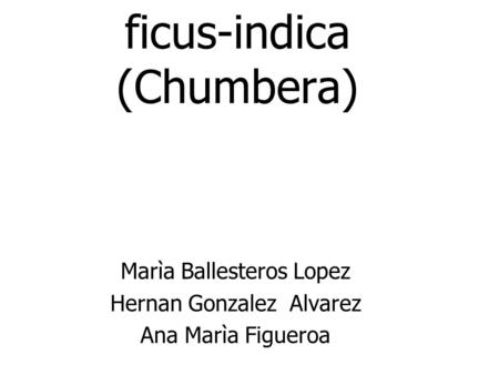 ficus-indica (Chumbera)