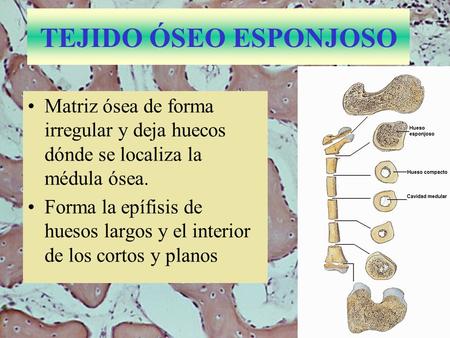 TEJIDO ÓSEO ESPONJOSO Matriz ósea de forma irregular y deja huecos dónde se localiza la médula ósea. Forma la epífisis de huesos largos y el interior.
