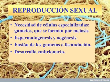 REPRODUCCIÓN SEXUAL Necesidad de células especializadas: gametos, que se forman por meiosis Espermatogénesis y oogénesis. Fusión de los gametos o fecundación.