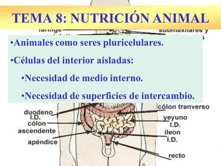 TEMA 8: NUTRICIÓN ANIMAL