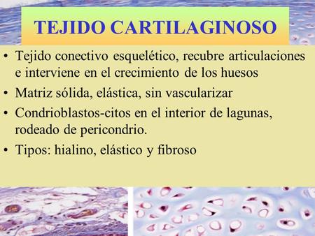 TEJIDO CARTILAGINOSO Tejido conectivo esquelético, recubre articulaciones e interviene en el crecimiento de los huesos Matriz sólida, elástica, sin vascularizar.
