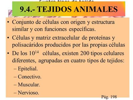 9.4.- TEJIDOS ANIMALES Conjunto de células con origen y estructura similar y con funciones específicas. Células y matriz extracelular de proteínas y polisacáridos.