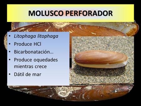 MOLUSCO PERFORADOR Litophaga litophaga Produce HCl Bicarbonatación…
