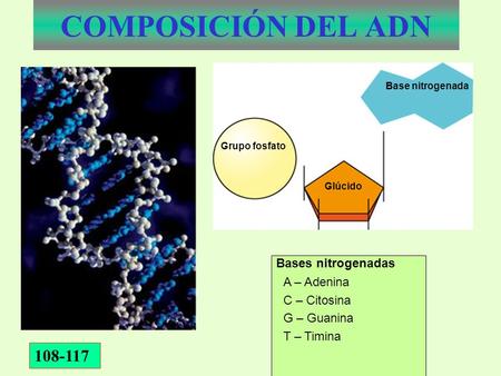 COMPOSICIÓN DEL ADN Bases nitrogenadas A – Adenina