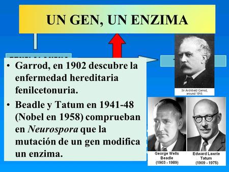 UN GEN, UN ENZIMA Garrod, en 1902 descubre la enfermedad hereditaria fenilcetonuria. Beadle y Tatum en 1941-48 (Nobel en 1958) comprueban en Neurospora.