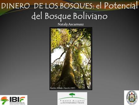 DINERO DE LOS BOSQUES: el Potencial del Bosque Boliviano