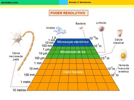 PODER RESOLUTIVO Linfocito Bacteria Ameba Célula intestinal