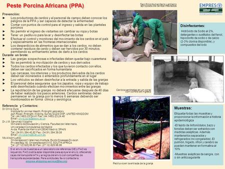 Prevención: Los productores de cerdos y el personal de campo deben conocer los peligros de la PPA y ser capaces de detectar la enfermedad Contar con puntos.