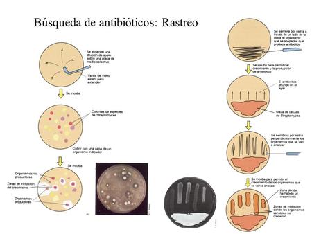Búsqueda de antibióticos: Rastreo