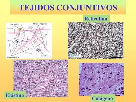 TEJIDOS CONJUNTIVOS Reticulina Elástina Colágeno.