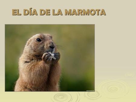 EL DÍA DE LA MARMOTA.