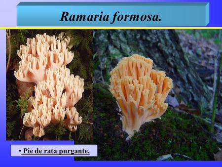Ramaria formosa. Pie de rata purgante..