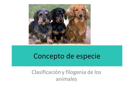Clasificación y filogenia de los animales