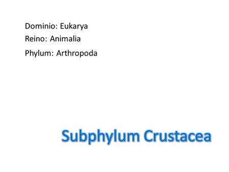 Subphylum Crustacea Dominio: Eukarya Reino: Animalia