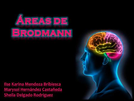 Áreas de Brodmann Ilse Karina Mendoza Bribiesca
