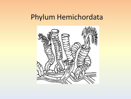 Phylum Hemichordata.