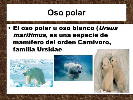 Oso polar El oso polar u oso blanco (Ursus maritimus, es una especie de mamífero del orden Carnivoro, familia Ursidae.