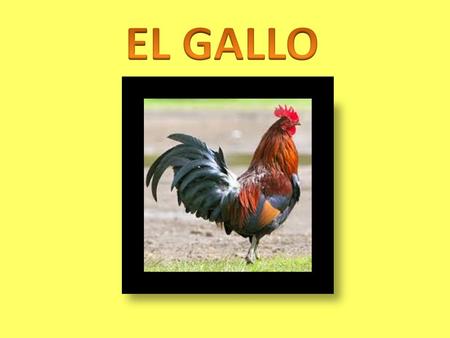 El gallo (Gallus gallus domesticus), es una subespecie doméstica de ave del género Gallus perteneciente a la familia Phasianidae. Su nombre común es gallo.