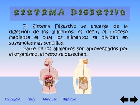 El Sistema Digestivo se encarga de la digestión de los alimentos, es decir, el proceso mediante el cual los alimentos se dividen en sustancias más sencillas.