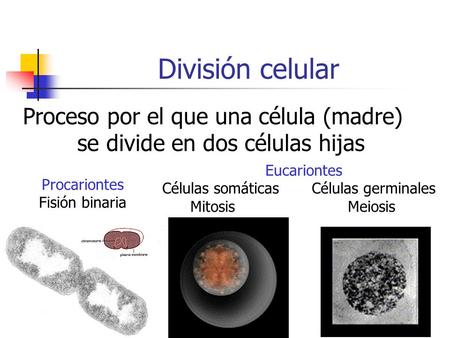 Proceso por el que una célula (madre) se divide en dos células hijas