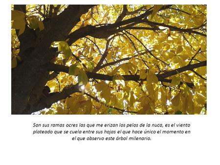 Son sus ramas ocres las que me erizan los pelos de la nuca, es el viento plateado que se cuela entre sus hojas el que hace único el momento en el que observo.