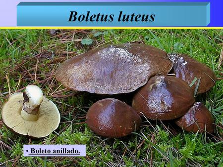 Boletus luteus Boleto anillado..