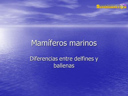 Mamíferos marinos Diferencias entre delfines y ballenas.