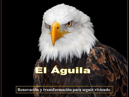 El Águila Renovación y transformación para seguir viviendo.