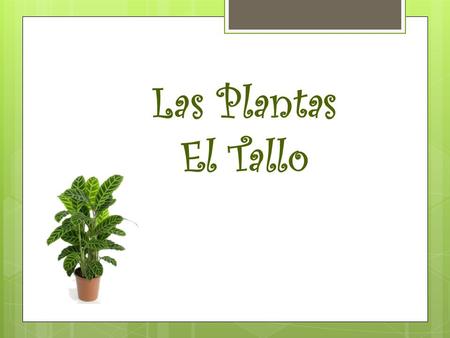 Las Plantas El Tallo.