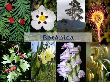 Botánica.