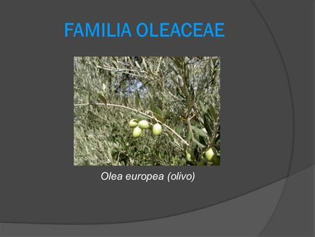 FAMILIA OLEACEAE Olea europea (olivo).