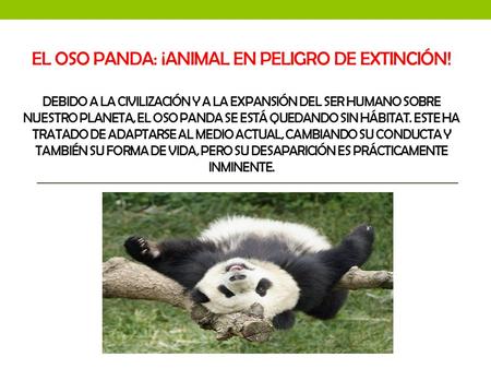 El oso panda: ¡animal en peligro de extinción