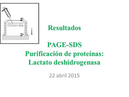 Resultados PAGE-SDS Purificación de proteínas: Lactato deshidrogenasa