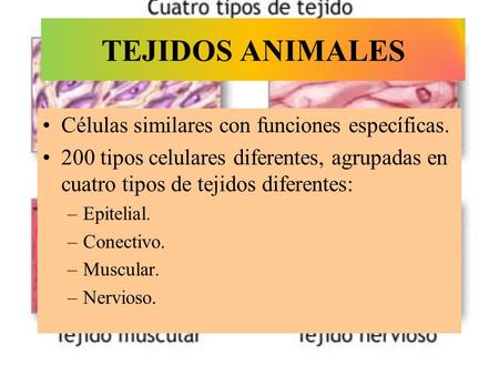 TEJIDOS ANIMALES Células similares con funciones específicas.