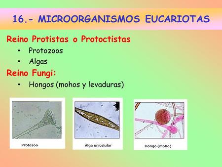 16.- MICROORGANISMOS EUCARIOTAS