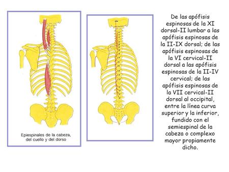 De las apófisis espinosas de la XI dorsal-II lumbar a las apófisis espinosas de la II-IX dorsal; de las apófisis espinosas de la VI cervical-II dorsal.