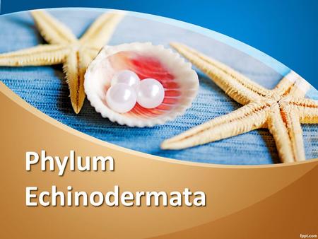 Phylum Echinodermata.