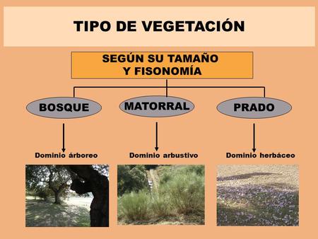 TIPO DE VEGETACIÓN SEGÚN SU TAMAÑO Y FISONOMÍA BOSQUE MATORRAL PRADO