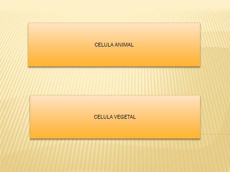 CELULA ANIMAL CELULA VEGETAL.