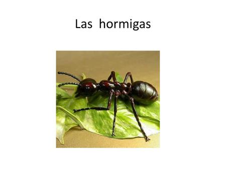 Las hormigas.